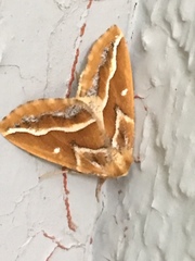 Caripeta angustiorata