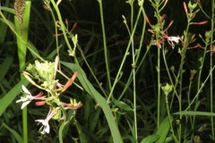 Gaura