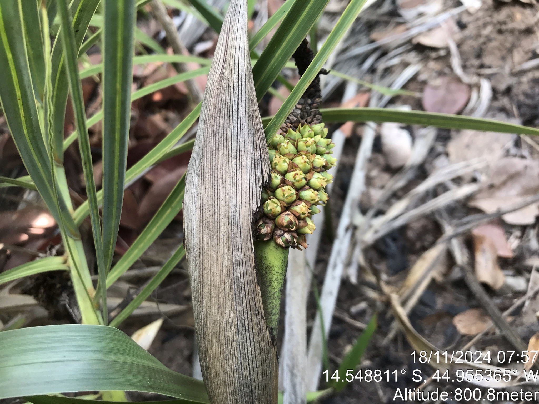 Dwarf Palm (Allagoptera campestris)