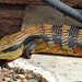 Eastern Blue-tongued Skink - Photo (c) deborod, some rights reserved (CC BY-NC), uploaded by deborod