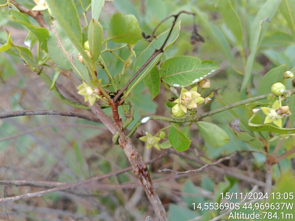 Blepharodon bicolor