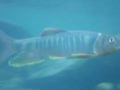 Opsariichthys pachycephalus