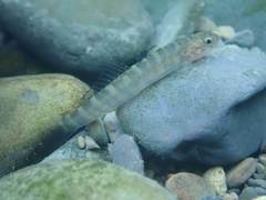 Sicyopterus japonicus