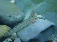Sicyopterus japonicus