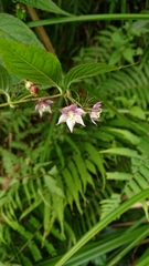 Cyclocodon lancifolius
