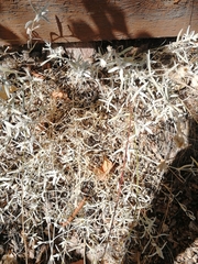 Cerastium tomentosum