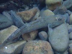 Rhinogobius formosanus