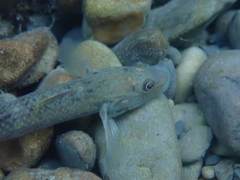 Rhinogobius formosanus