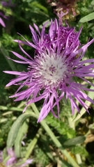 Centaurea