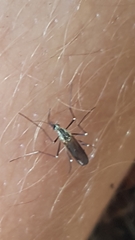 Aedes geniculatus