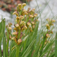 Chamorchis alpina