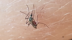 Aedes geniculatus