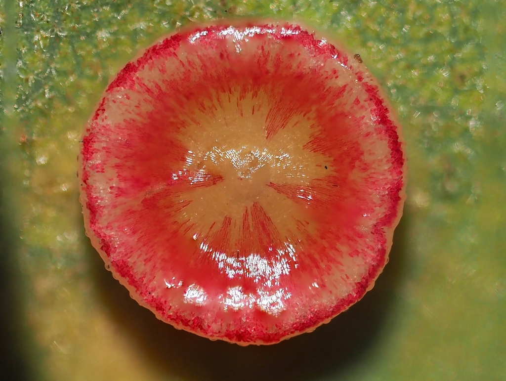 Disc Gall Wasp