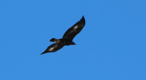 Aigle royal, jeune