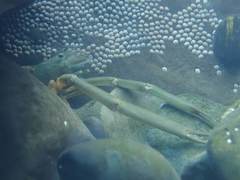 Macrobrachium japonicum