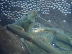 Macrobrachium japonicum