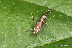 Cosmopterix pulchrimella