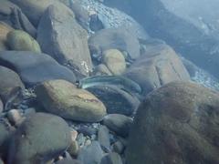 Sicyopterus japonicus