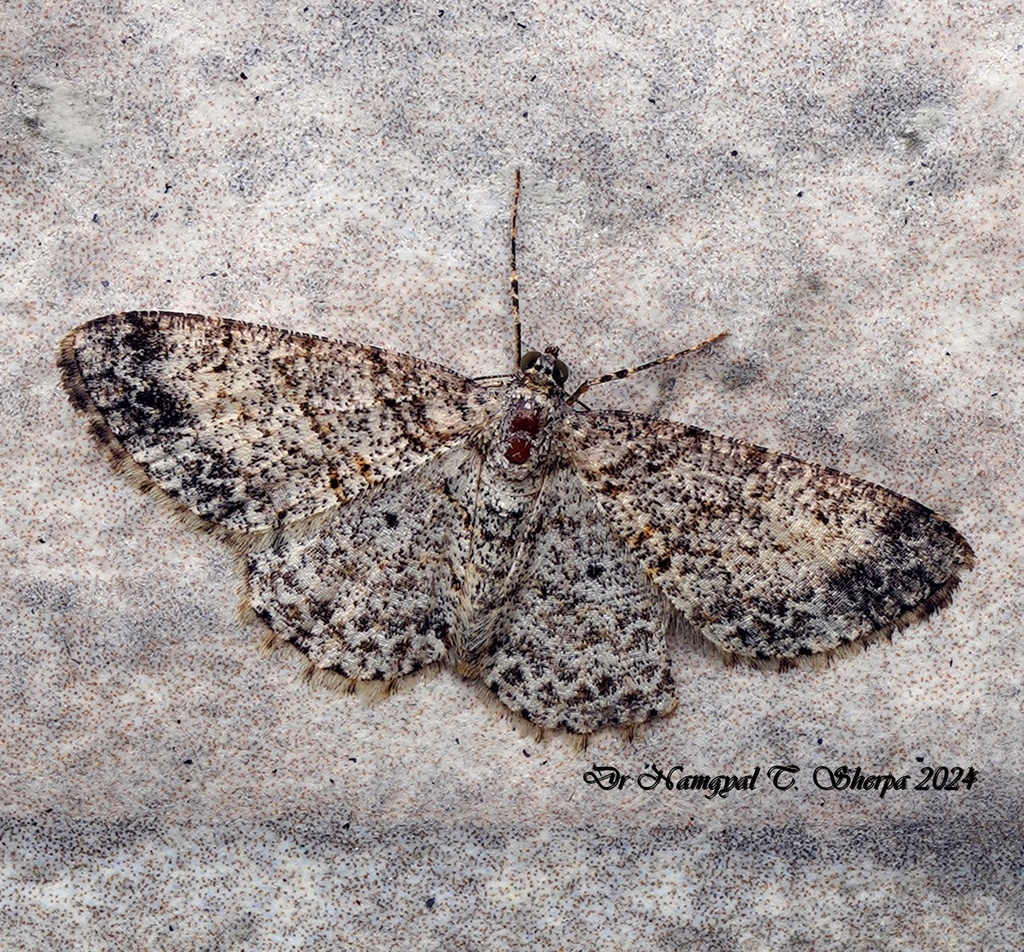 Myrioblephara albipunctata