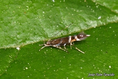 Cosmopterix pulchrimella