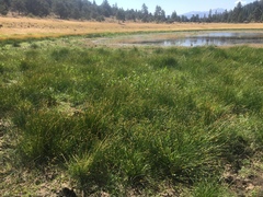 Carex athrostachya