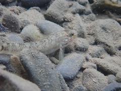 Rhinogobius formosanus