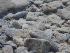 Rhinogobius formosanus