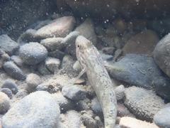 Rhinogobius formosanus