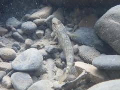 Rhinogobius formosanus