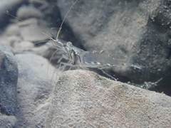 Macrobrachium australe