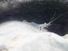 Macrobrachium australe