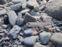 Rhinogobius formosanus