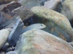 Rhinogobius formosanus