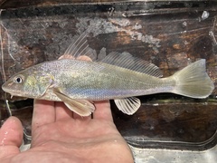 Southern Kingfish photo 1