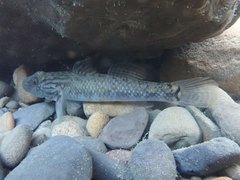 Rhinogobius formosanus