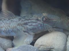 Rhinogobius formosanus