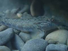 Rhinogobius formosanus