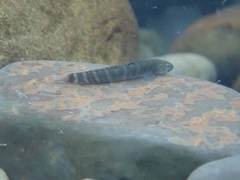 Sicyopterus japonicus