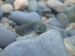 Sicyopterus japonicus