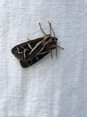 Apantesis williamsii