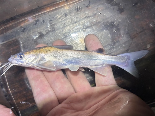 Hardhead Catfish
