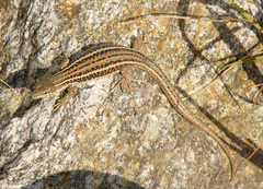 Podarcis erhardii