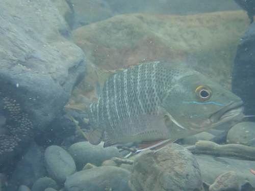 Mangrove Red Snapper