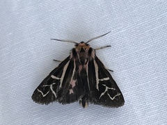 Apantesis williamsii