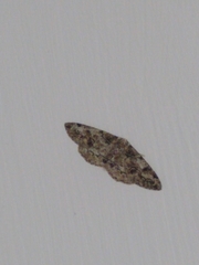 Cleorodes lichenaria