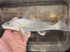 Gulf Kingfish photo 1