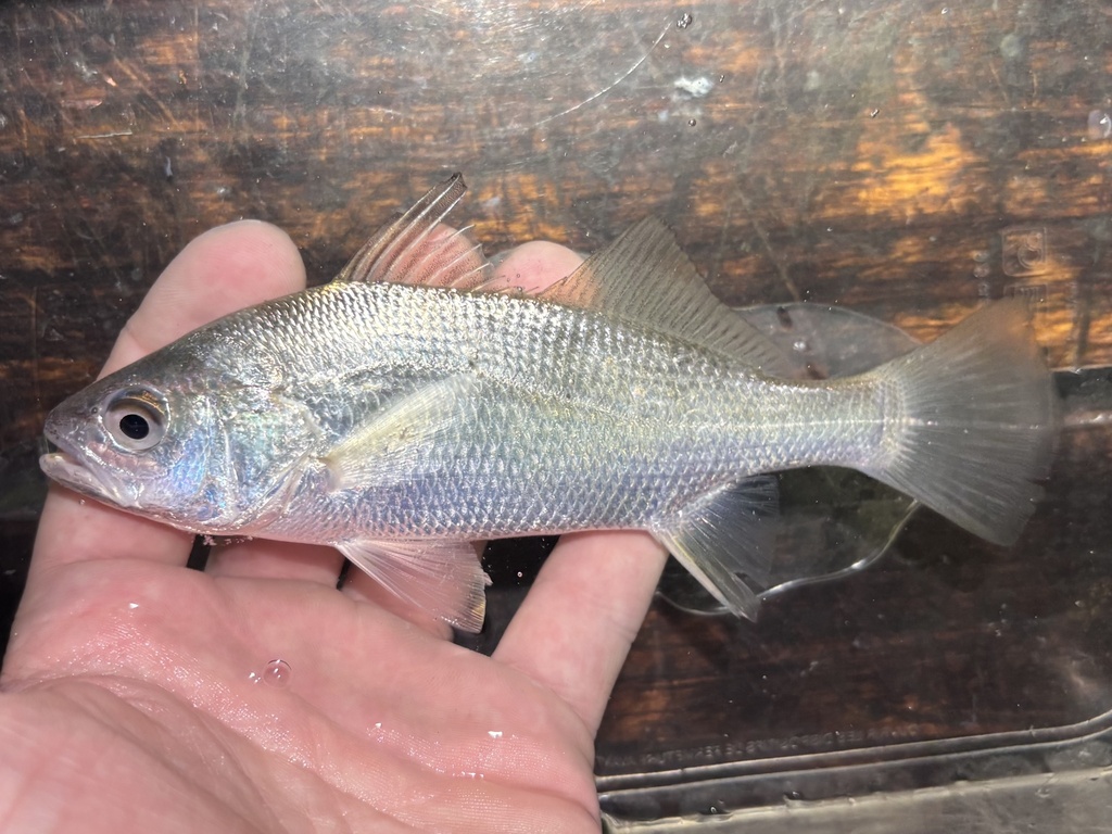 Silver Croaker