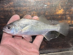 Silver Croaker photo 1