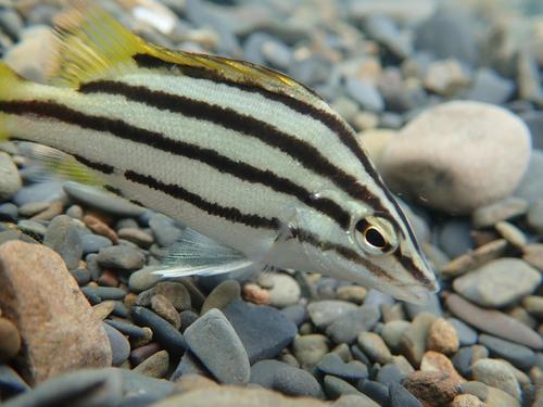 Mesopristes iravi