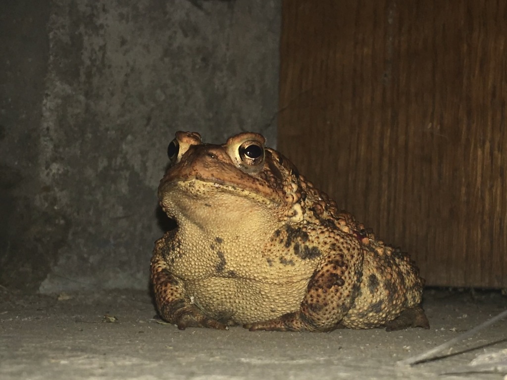 American Toad